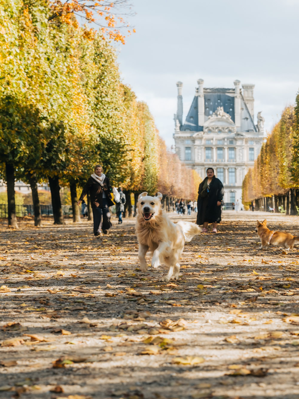 Green chairs in the Jardin des Tuileries